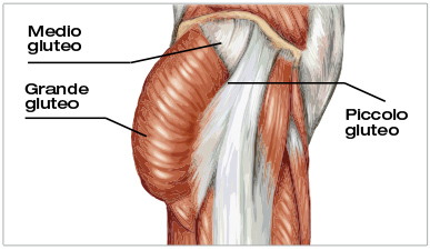 glutei